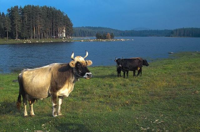 cows in bulgaria
