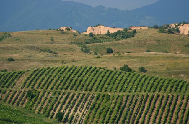 vineyards in bulgaria