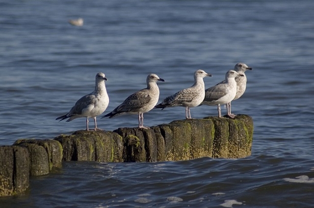 sea birds