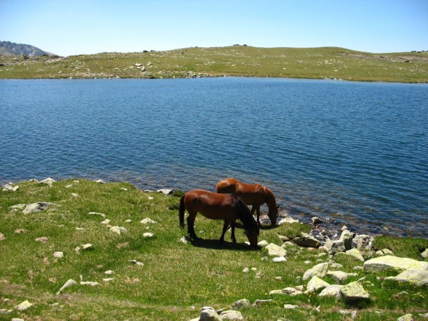 sea view horses