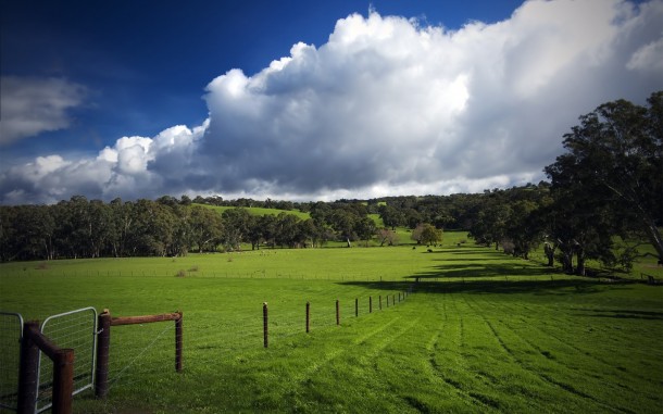 green meadow