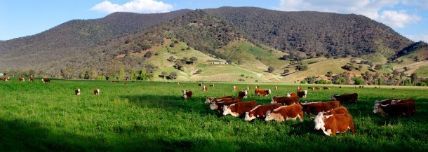 green field with cows