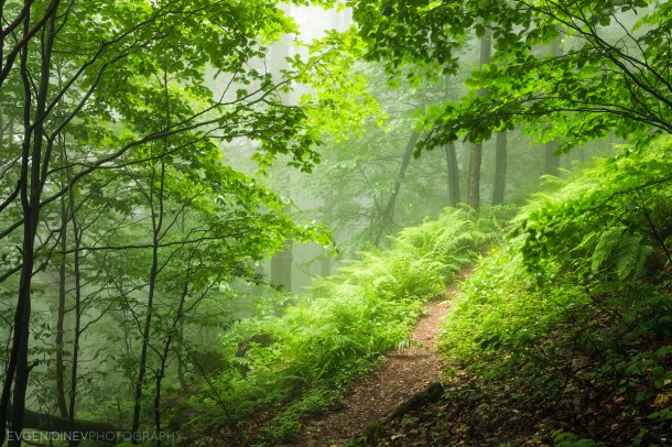 green forest